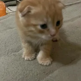 шотландские котята