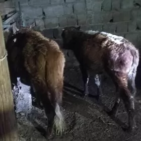 öküzçe tüwe öküz göle