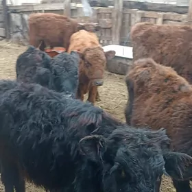 öküzçe tüwe öküz göle