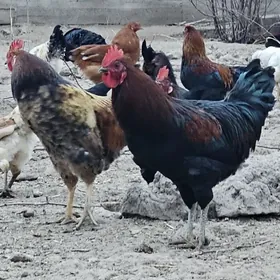 Öy towuk we horazlar