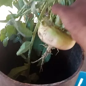 Drabilka Дробилка