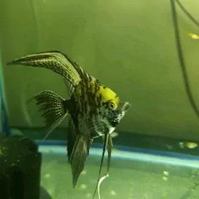 рыбки скалярии