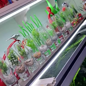 для подарка аквариум