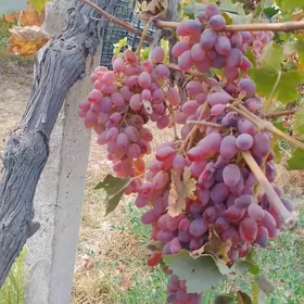 uzum nahal tayfi  rozywy