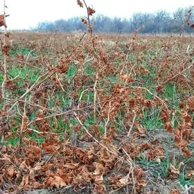 Miweli. bag nahallary