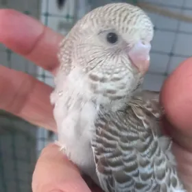 попугаи волнистые