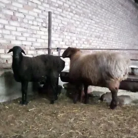 Gissar Goýunlar Semiz 2 sanak