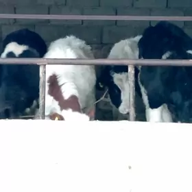 Simental Öküz Tüwe Göle