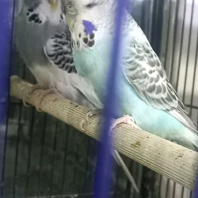 попугаи волнис.