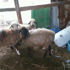 üç sany gurat isek