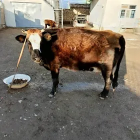 Sygyr boğaz Öküzçe