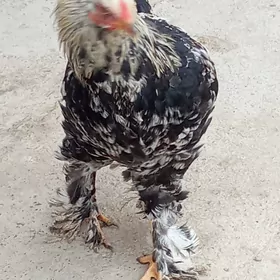 Myrama Balykly Horaz