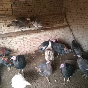 эркек индюк