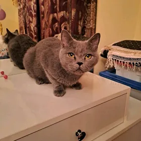 gowy seretjege beryan