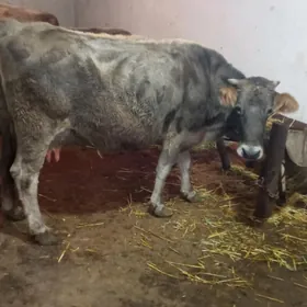 SHWES GÖLELİ SYGYR