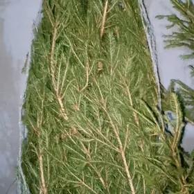 ёлка российские