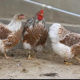 WIANDOT TOWUK YUMURTGA