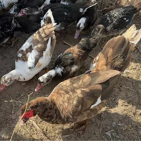 Ордек индаутка