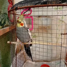 папугай корелла