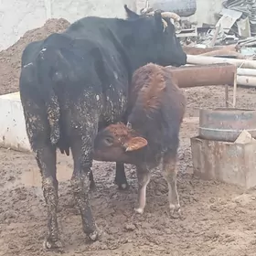 GÖLELI SYGYR 2 SANY