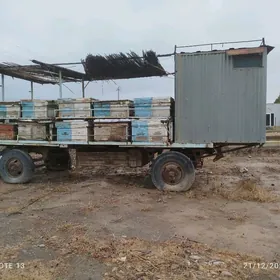 ary teleşge(pirsep)