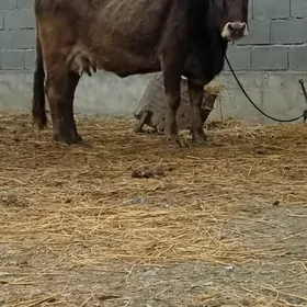 ŞİWES GOLELİ SYGYR