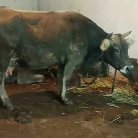 goleli shwes boğaz sygyr