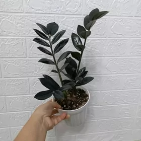 ЗАМИОКУЛЬКАС черный