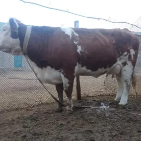 ARGINAL SEMENTAL SYGYR.