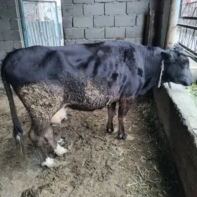 Gibrit göleli sygyr