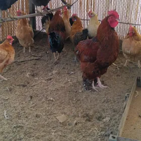 Guzlaÿjy ÿaŝ towuk