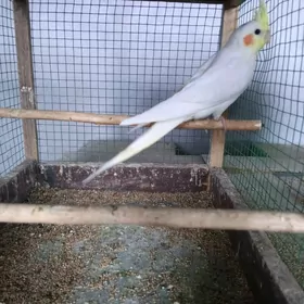 karella, kenr guslar