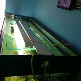 Аквариум Akwarium