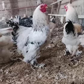 balgar towugyn jüýjeleri