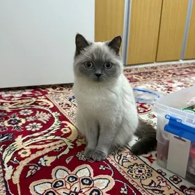 Продается кошка