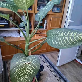 дифенбахия