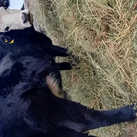 Bogaz gibrit sygar.8ayin.icene