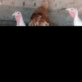 indyuk (индейка)