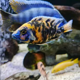 Африканские цихлиды.