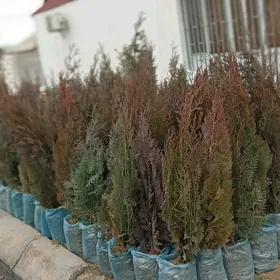 Miweli baglar we gvller