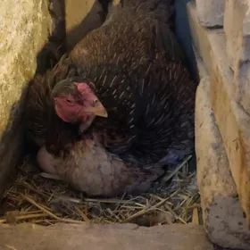 курк боец товук