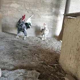 карлик товук хораз