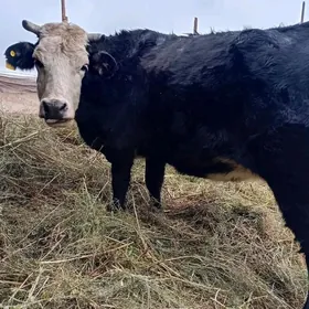 Bogaz sygar corny.piyostra.