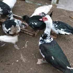 самиз ордаклар