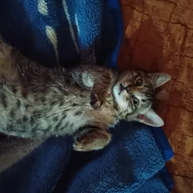 ОТДАМ ЗА ХОРОШИЕ РУКИ