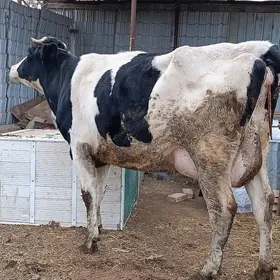 corny piostyr goleli sygyr