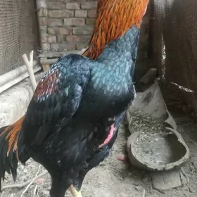 Бойцовый хораз