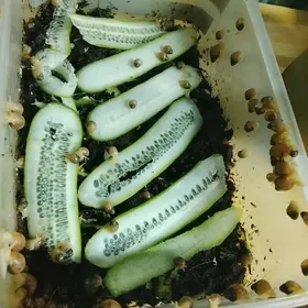 улитки ахатины