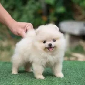 Памеранский шпиц Собака