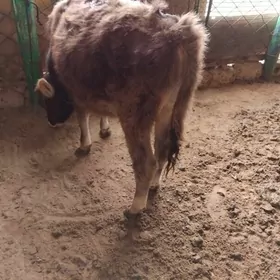 OKÜZ TOHIM ŞWES MALI